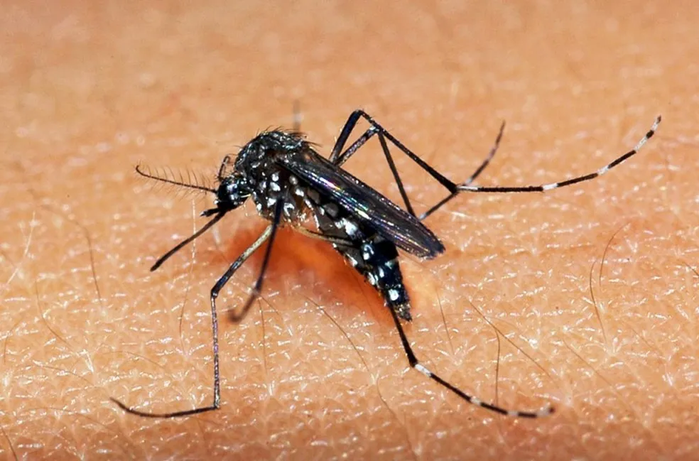 Primeiro Óbito por Dengue de 2025 é Registrado no Rio de Janeiro